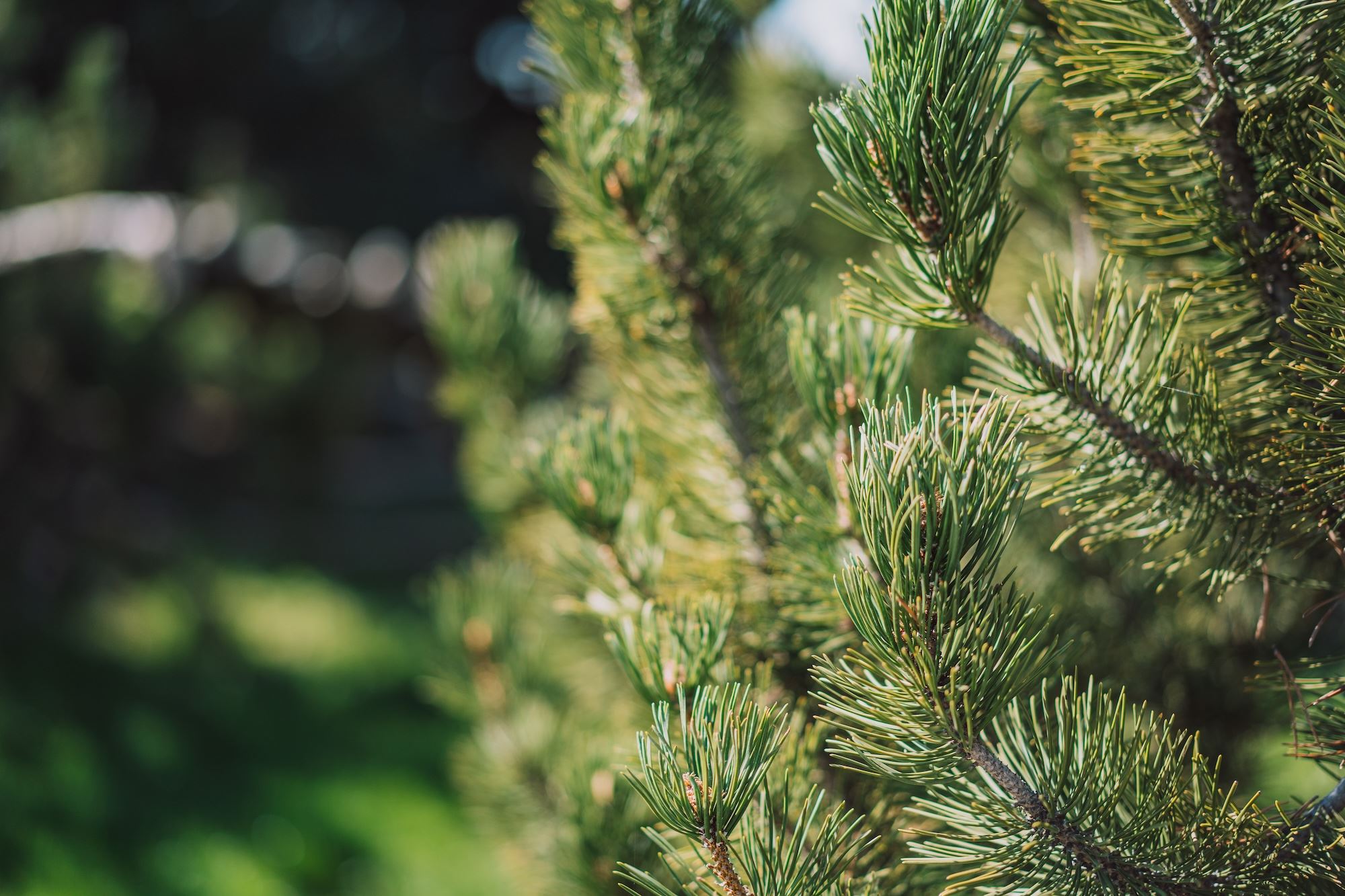 Close up of evergreen tree. 